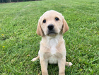 puppy