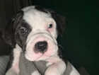 Puppy