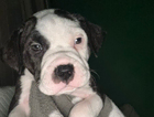 puppy