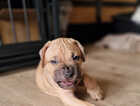 Puppy