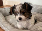 Puppy