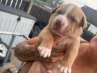 puppy