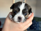 puppy