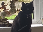 Lost cat