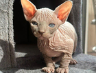 kitten