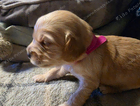 puppy pink collar