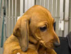 Puppy