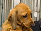 puppy  dolly