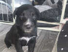 Puppy