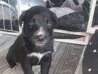 puppy