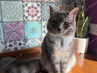 Missing Cat - Carnoustie, Westhaven Park