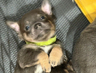 puppy