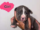 Puppy