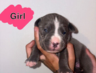 puppy