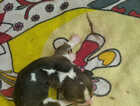 Puppy