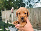 Puppy