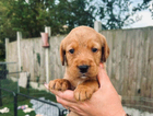 puppy