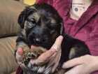 Puppy