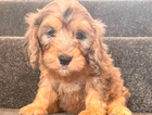 puppy