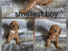 Puppy