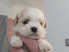Puppy