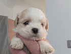 puppy