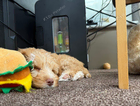 puppy