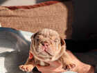 Puppy