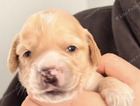puppy