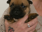 puppy