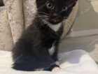 Kitten