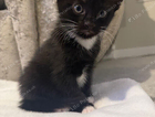 kitten