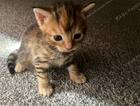 kitten