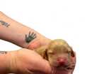 Puppy