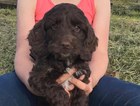 puppy