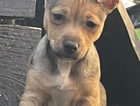 puppy
