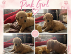 pink collar girl