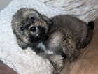 Puppy
