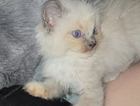 kitten