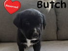 butch/black