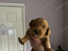 puppy