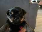 puppy