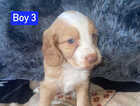 Puppy