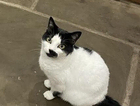 Missing cat - Smudge