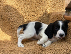 puppy