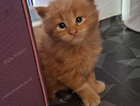 kitten
