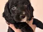 Puppy