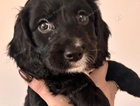 puppy