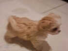 Puppy