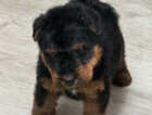 Puppy